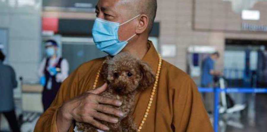 Monaco cinese salva migliaia di cani randagi