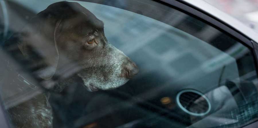 Il proprietario lo dimentica in auto: salvato cane