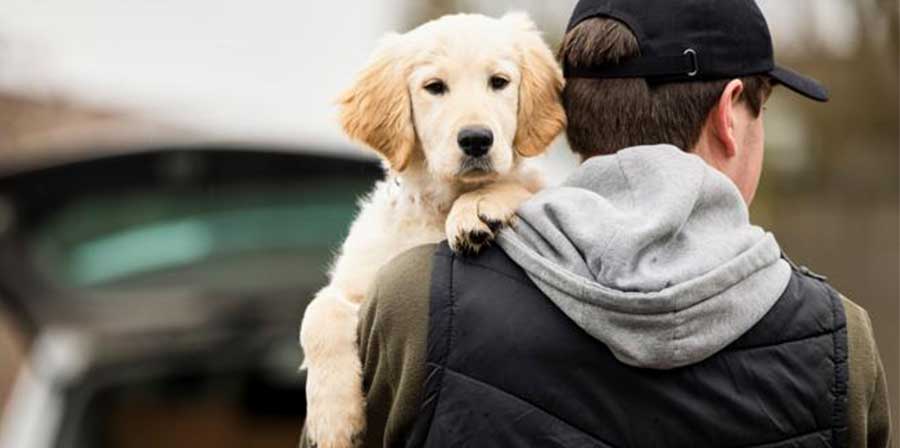 Fino a 7 anni di carcere per i ladri di cani: la nuova legge nel Regno Unito