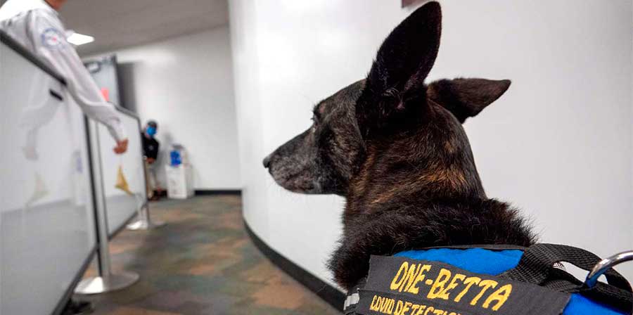 Miami, all'aeroporto entrano in servizio i primi cani anti-Covid