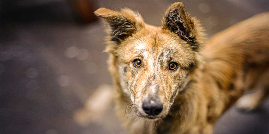 La federazione calcistica rumena scende in campo per aiutare i cani randagi