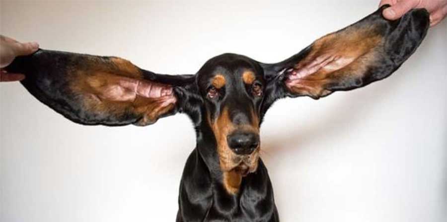 È Lou il cane con le orecchie più lunghe al mondo