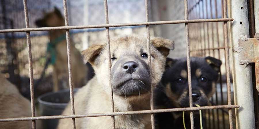 Corea del Sud, il presidente Moon Jae-in dice no alla carne di cane