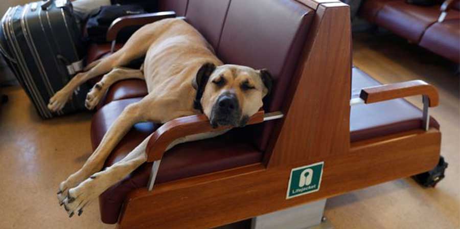 Boji, il cane amico di tutti i pendolari di Istanbul