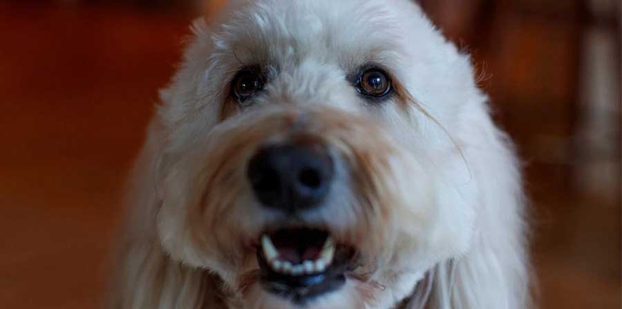 Ollie, il cane che aiuta i bambini a vaccinarsi senza paura