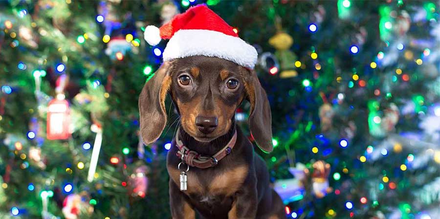 Canzoni di Natale: la classifica delle 10 più adorate dai cani