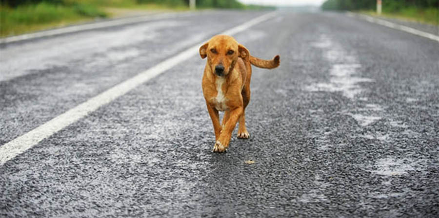 Si ritrova la casa felicemente invasa da 7 cani dopo averli salvati in autostrada
