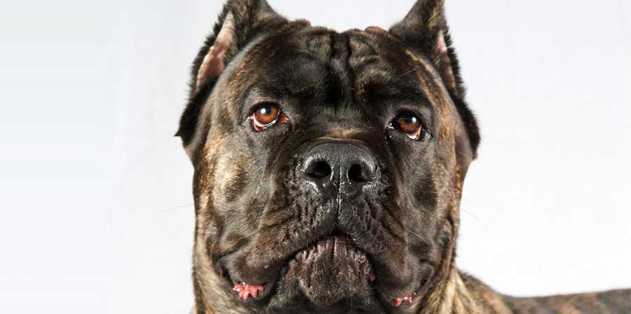 Salve code e orecchie dei cani di razza italiani