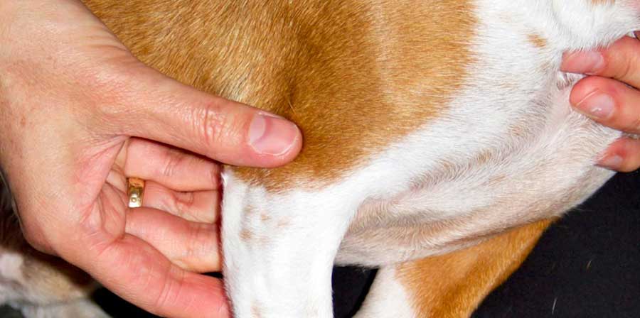 Trattamento della displasia dell'anca nei cuccioli di cane