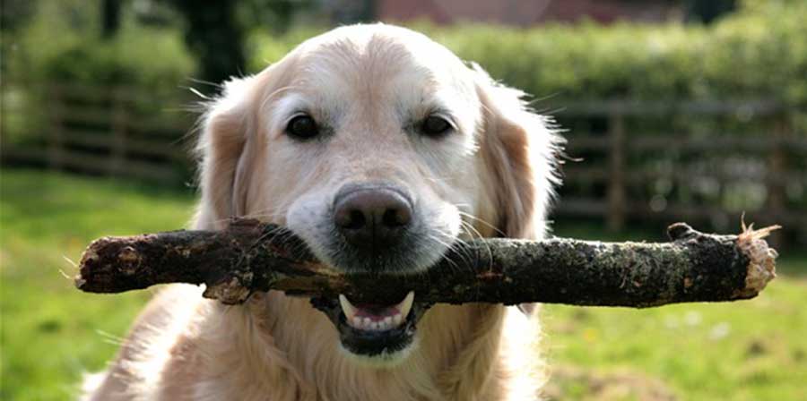 Lanciare il bastone al cane può essere pericoloso