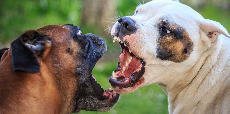 Litigi tra cani: ecco come intervenire