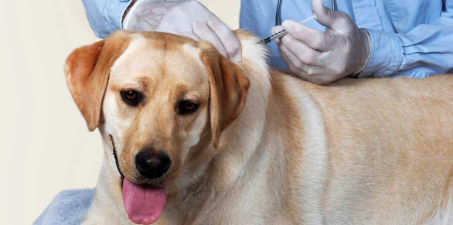 Vaccinare il cane: quali sono i rischi?