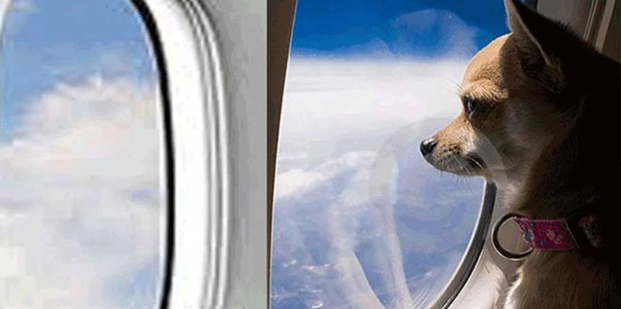 Basta stiva per i cani che viaggiano in aereo