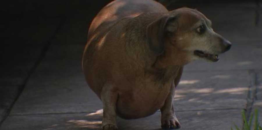 Da cane obeso a testimonial pro-adozioni