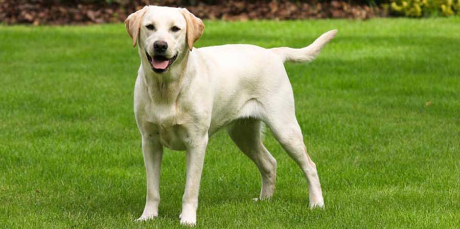 Labrador mangioni per colpa di un gene