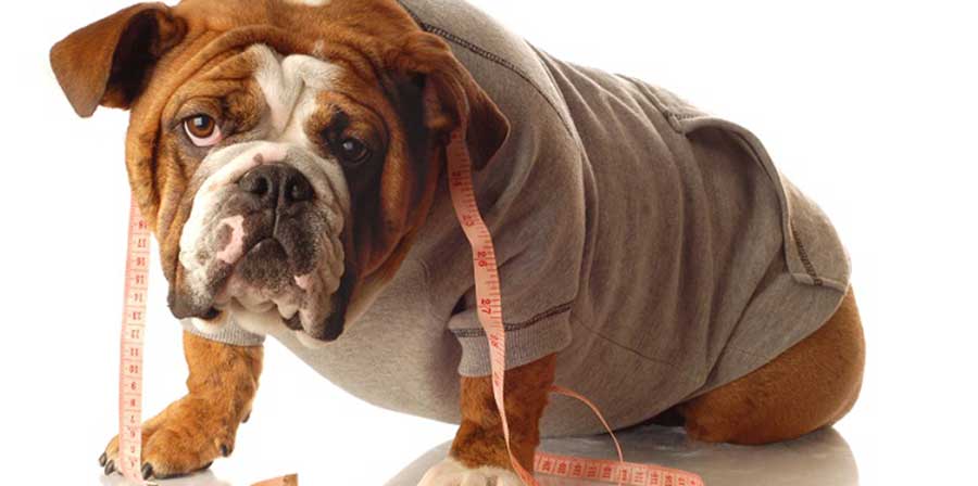 In Italia il 50% di cani e gatti soffre di problemi di peso