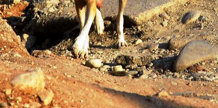 L'Aquila: morto Pluto, il cane simbolo del terremoto