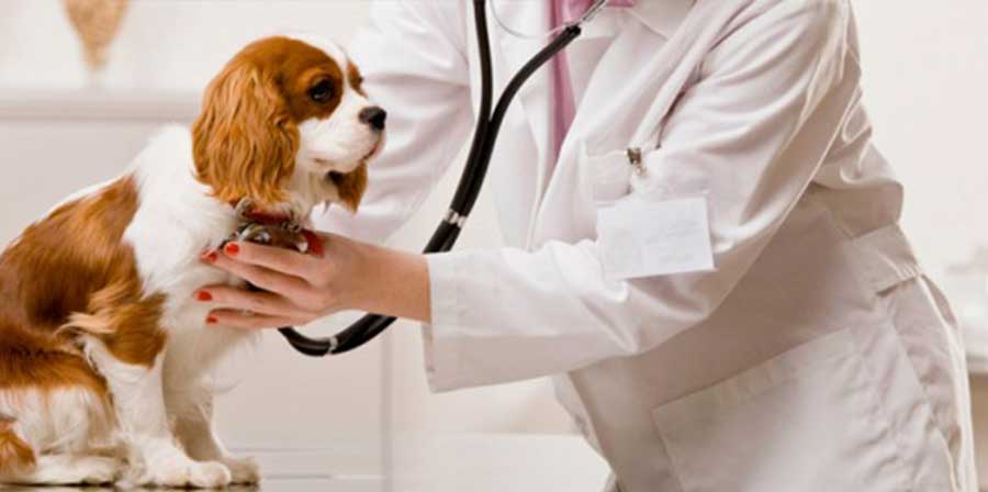 Malattie cardiache nel cane: rimedi naturali