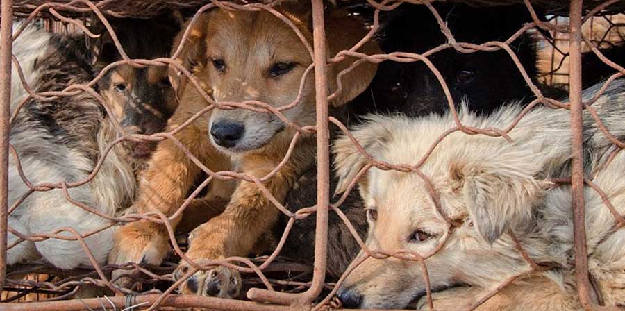 Cina, ritorna la sagra della carne di cane: petizioni on line