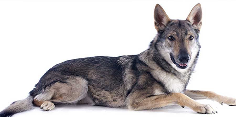 Uno studio: “I cani furono addomesticati due volte”