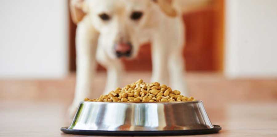 Alimentazione del cane: alcune regole da seguire