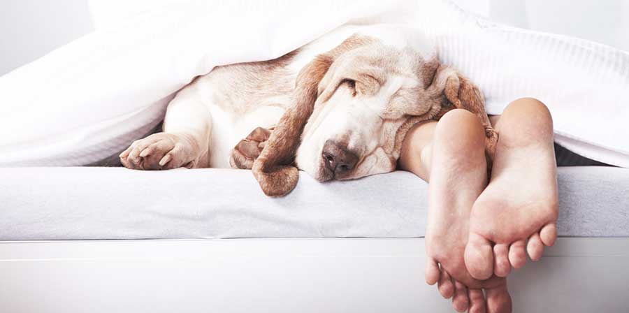 Dormire con il cane: sì o no?