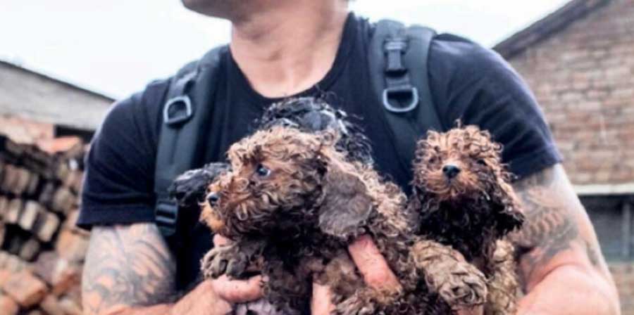 Attivista salva 1000 cani destinati al Festival di Yulin