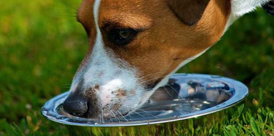 Ciotole d'acqua per dissetare i cani: l'iniziativa di un comune italiano