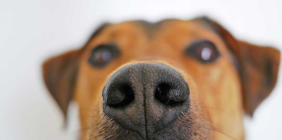 Scoperto come i cani fiutano l’ipoglicemia