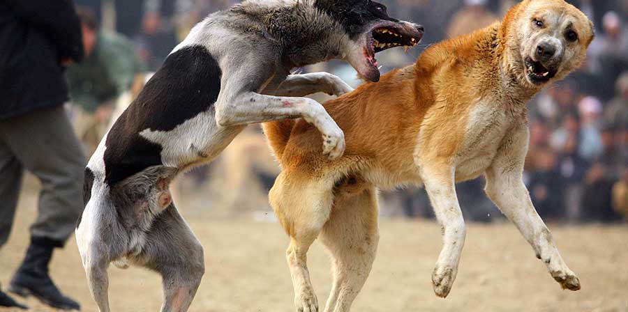 Lav, in aumento cani da combattimento e traffico di cuccioli