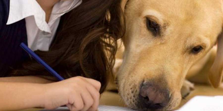 Un cane per ridurre lo stress da autismo nelle famiglie