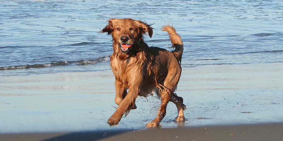 Vietato l'accesso dei cani in spiaggia a Lipari e Vulcano