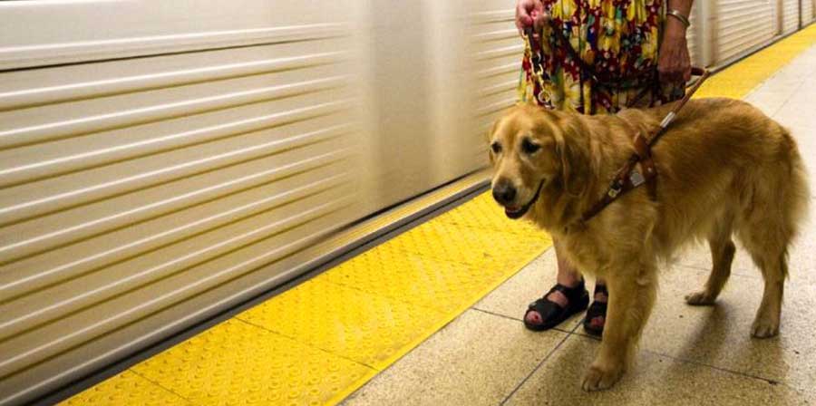 Trenitalia contro l’abbandono estivo: boom di cani a bordo