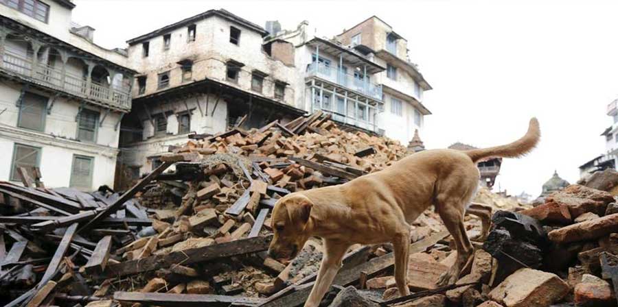 Accumoli, il “cane del benzinaio” diventa simbolo del terremoto. Come Pluto in Abruzzo