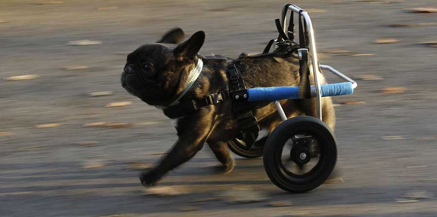 In Romania il primo ospedale per cani paraplegici