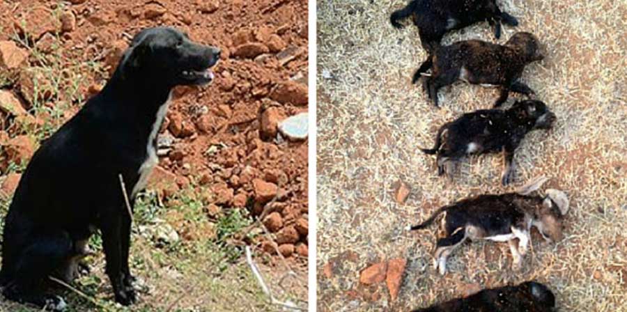 Donna vuole dare lezione a cane: uccide i suoi otto cuccioli