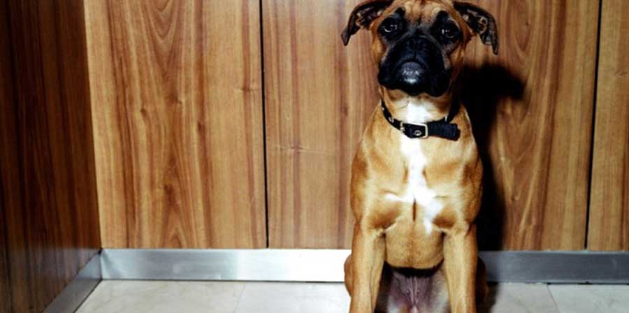 Cane rimane impigliato nell'ascensore: salvato