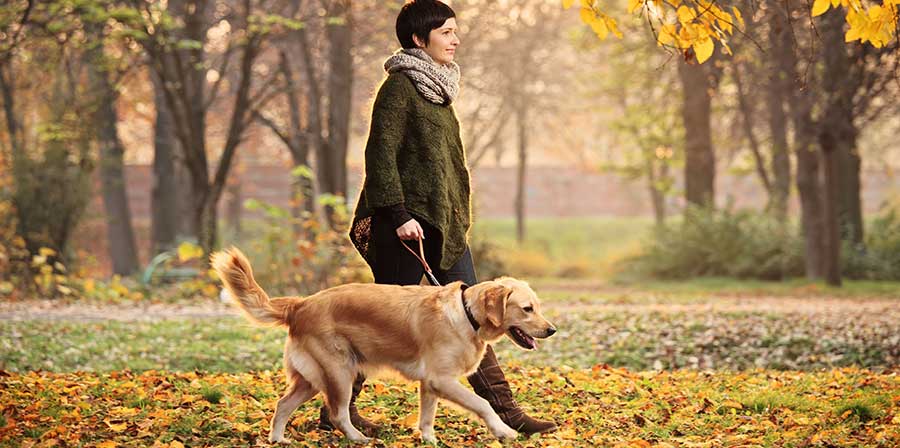 Ecco i benefici di una passeggiata con il proprio cane