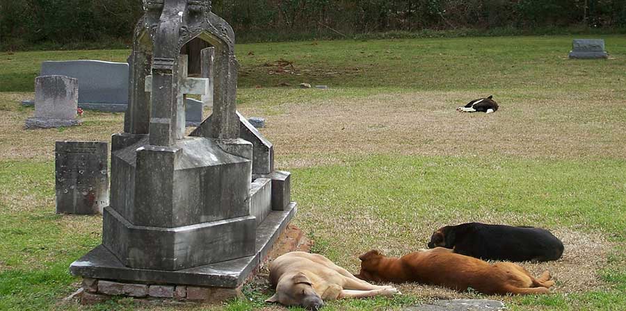 Filippine, un aiuto per i cani che vivono nel cimitero