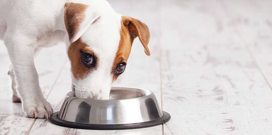 Uno studio: “L'addomesticamento ha cambiato la digestione del cane”
