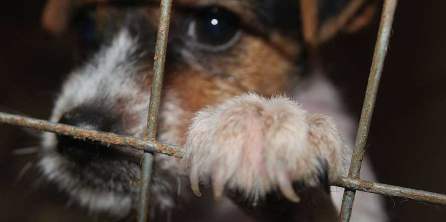 Traffico illecito di animali: fermato furgone con 121 cuccioli