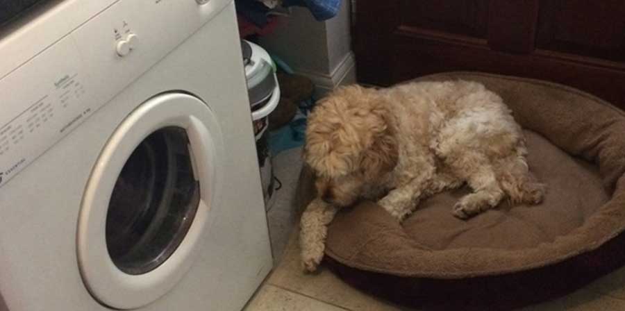 Cane salva bambino di 5 anni dall'asciugatrice