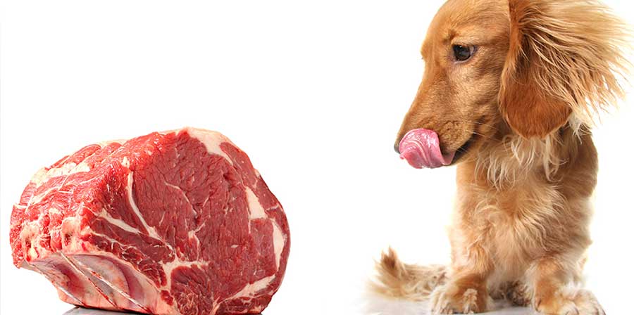 L’importanza della qualità nell’alimentazione del cane