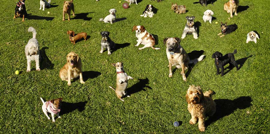 Ritirata la proposta di tassa comunale sui cani non sterilizzati