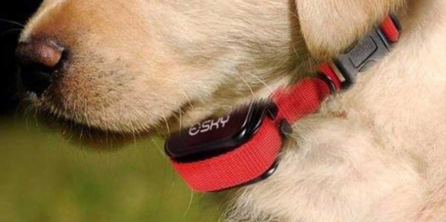 Cassazione, è reato imporre il collare elettrico al cane