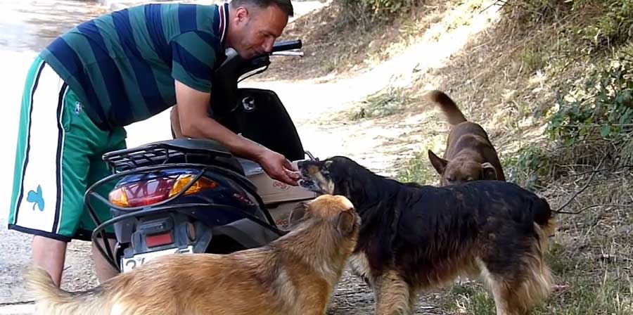 Istanbul, i cani randagi e il loro salvatore su due ruote