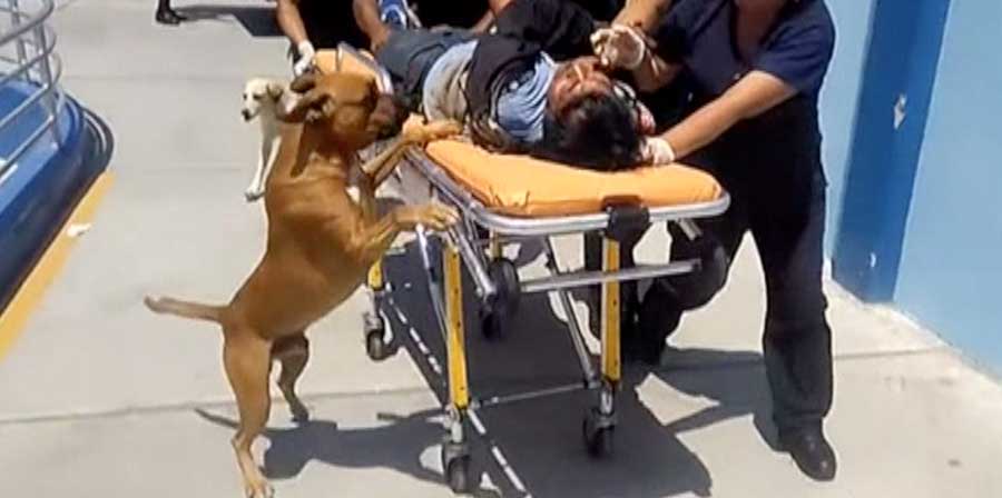 Uomo picchia la testa, i suoi cani lo accompagnano in ambulanza