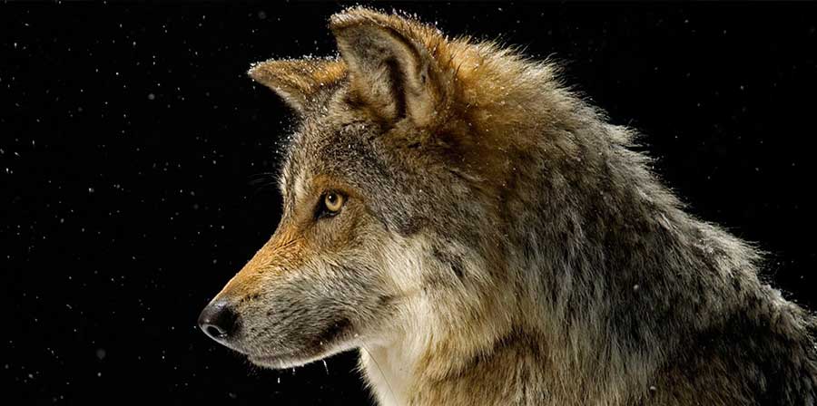 Sequestrati in tutta Italia oltre 200 ibridi tra cane e lupo selvatico