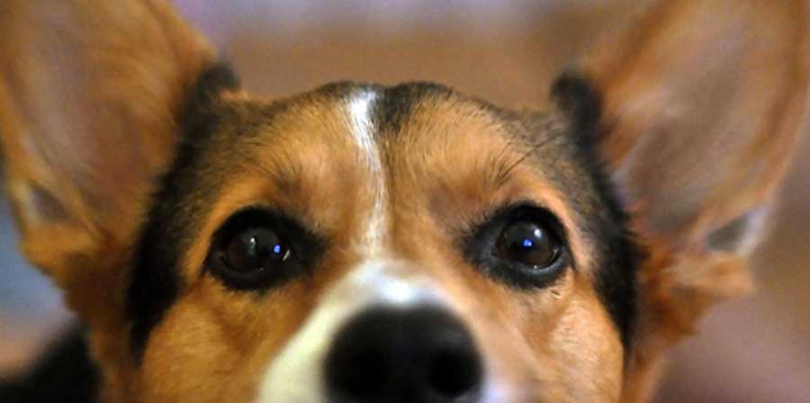 Pulizia delle orecchie nel cane: attenzione ai lavaggi auricolari