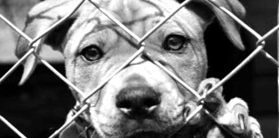 Cani del canile donano sangue ai quattro zampe meno fortunati